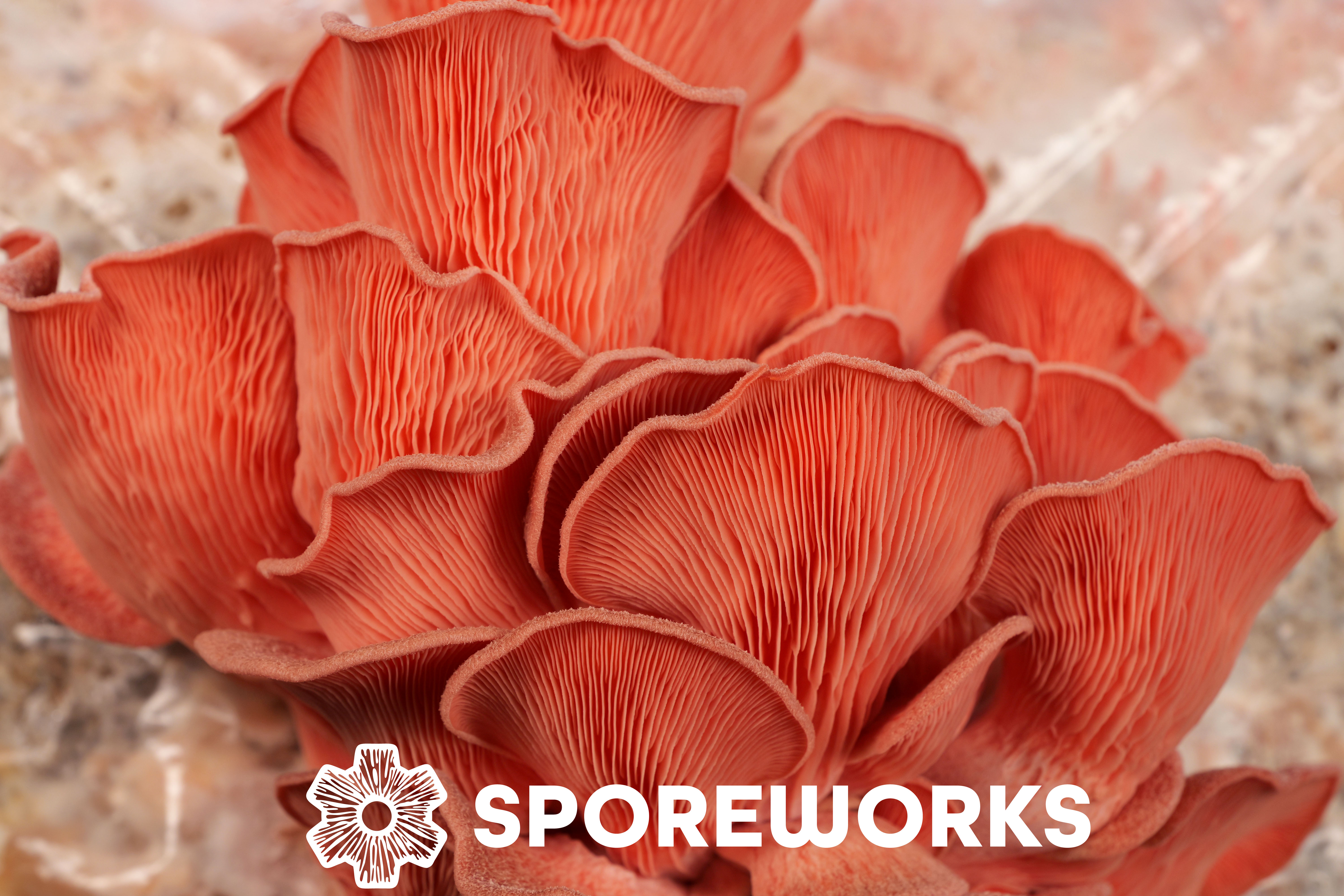 Sporeworks.com